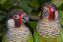 Two Azuero parakeets (Pyrrhura eisenmanni) head portrait, Cerro Hoya National Park, Panama. Captive. Endangered.