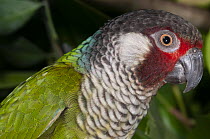 Azuero parakeet (Pyrrhura eisenmanni) head portrait, Cerro Hoya National Park, Panama. Captive. Endangered.