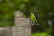 Blue-winged parrotlet (Forpus xanthopterygius flavescens) perched on barbed wire, Trinidad, Beni, Bolivia.