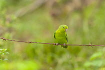 Blue-winged parrotlet (Forpus xanthopterygius flavescens) perched on barbed wire, Trinidad, Beni, Bolivia.