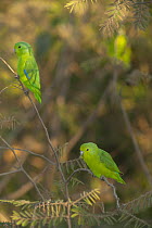Blue-winged parrotlets (Forpus xanthopterygius crassirostris) pair, perched on branch, Trinidad, Beni, Bolivia.