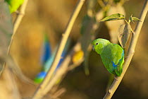 Blue-winged parrotlet (Forpus xanthopterygius crassirostris) perched on branch, Trinidad, Beni, Bolivia.