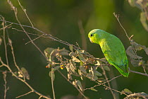 Blue-winged parrotlet (Forpus xanthopterygius crassirostris) perched on branch, Trinidad, Beni, Bolivia.
