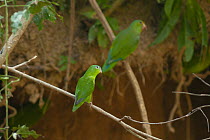 Amazonian parrotlet (Nannopsittaca dachilleae) and Cobalt-winged parakeet (Brotogeris cyanoptera) perched on branch, Tambopata, Puerto Maldonado, Peru.
