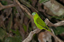 Amazonian parrotlet (Nannopsittaca dachilleae) perched on branch,  Tambopata, Puerto Maldonado, Peru.