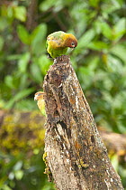Two Rusty-faced parrots (Hapalopsittaca amazonina) perched on tree stump, Reserva Natural Rio Blanco, Manizales, Caldas, Colombia.