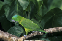 Blue-crowned racket-tailed parrot (Prioniturus discurus whiteheadi) perched on branch, Philippines. Captive.