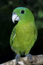 Blue-crowned racket-tailed parrot (Prioniturus discurus whiteheadi) perched on branch, Philippines. Captive.