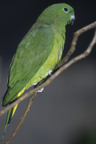 Golden-mantled racket-tailed parrot (Prioniturus platurus) perched on branch, Philippines. Captive, occurs in Indonesia.