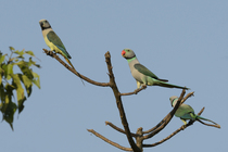 Malabar parakeets (Psittacula columboides) pair perched on branch, Salim Ali Bird Reserve, Thakkekad, Kerala, India.