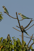Two pairs of Malabar parakeets (Psittacula columboides) perched on branch, Salim Ali Bird Reserve, Thakkekad, Kerala, India.