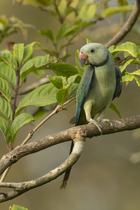 Malabar parakeet (Psittacula columboides) female, perched on branch, Salim Ali Bird Reserve, Thakkekad, Kerala, India.