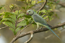 Malabar parakeet (Psittacula columboides) female, perched on branch, Salim Ali Bird Reserve, Thakkekad, Kerala, India.