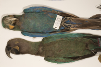 Glaucous macaw (Anodorhynchus glaucus) and Indigo macaw (Anodorhynchus leari) museum specimens, National Natural History Museum,Paris, France. Critically endangered / Endangered.