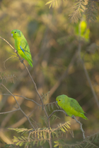 Blue-winged parrotlets (Forpus xanthopterygius crassirostris) pair perched on branch, Trinidad, Beni, Colombia.