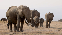 African elephant (Loxodonta africana) feeding with herd, including adults and calves, walking towards it. Wildebeest (Connochaetes) pass by and Cattle egrets (Bubulcus ibis) follow the herd, feeding n...