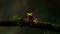 Red-eyed tree frog (Agalychnis callidryas) perched on a branch, Costa Rica. December.
