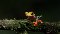 Red-eyed tree frog (Agalychnis callidryas) perched on a branch while light moves over its head, Costa Rica. December.