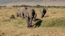 African elephant (Loxodonta africana) herd, including adults and calves, walking towards the camera, Amboseli National Park, Kenya, Africa. November.