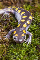 Spotted salamander (Ambystoma maculatum) portrait. Captive, occurs in North America.
