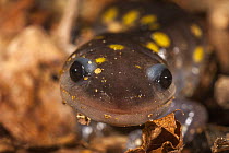 Spotted salamander (Ambystoma maculatum) migrating to vernal pool, Blackbird State Forest, Delaware, USA. March.