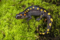 Spotted salamander (Ambystoma maculatum) on moss, portrait, Illinois, USA. April.