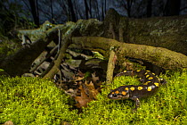 Spotted salamander (Ambystoma maculatum) close to a cypress swamp at night, Carbondale, Illinois, USA. April.