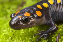 Spotted salamander (Ambystoma maculatum) head portrait, Illinois, USA. April.