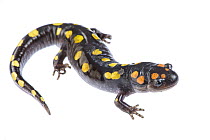 Spotted salamander (Ambystoma maculatum) portrait, Illinois, USA. April.