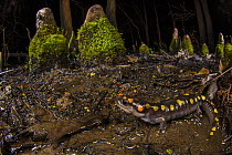 Spotted salamander (Ambystoma maculatum) close to a cypress swamp during breeding season at night with aerial roots of the Swamp cypresses (Taxodium distichum) behind, Carbondale, Illinois, USA. April...