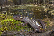 Spotted salamander (Ambystoma maculatum) resting on a damp log with a pond behind, Erindale Park, Mississauga, Ontario, Canada. April.