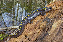 Spotted salamander (Ambystoma maculatum) resting on a log, Erindale Park, Mississauga, Ontario, Canada. April.