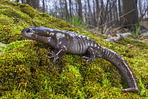 Spotted salamander (Ambystoma maculatum) resting on moss, Erindale Park, Mississauga, Ontario, Canada. April.