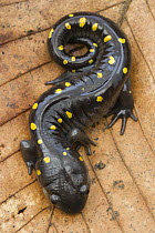 Spotted salamander (Ambystoma maculatum) juvenile, resting on leaf, Erindale Park, Mississauga, Ontario, Canada. June.