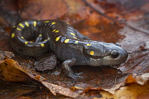Spotted salamander (Ambystoma maculatum) juvenile, resting on leaf, Erindale Park, Mississauga, Ontario, Canada. June.