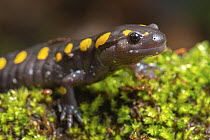 Yellow-spotted salamander (Ambystoma maculatum) resting on moss near vernal pool, New Brunswick, Canada. May.