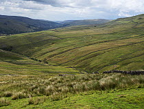 View across Cliff Beck towards Muker Side with Muker Common above, Yorkshire Dales National Park, England, UK. July, 2023.