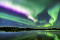 Aurora borealis in night sky over Figure Eight Lake, with mixed Conifer, Aspen and Birch forest along the shoreline, Figure Eight Provincial Park, Alberta, Canada. September, 2023.
