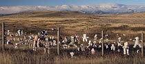 Generations of teddybears attached to the fenceline through rangeland with the storm shrouded Flathead Range in the background, Montana, USA. September, 2023.