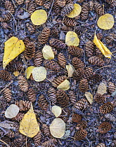 Autumn coloured Aspen (Populus tremuloides) and Birch (Betula sp.) leaves among White fir (Abies amabilis) cones on the forest floor, Figure Eight lake Provincial Park, Alberta, Canada. September.