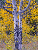 Aspen (Populus tremuloides) trees bearing the marks of antlers amid golden fall coloured forest, Banff Forest, Alberta, Canada. September.