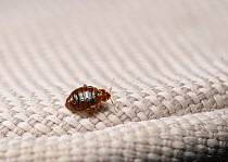 Bed bug (Cimex lectularius) on cloth. Bred specimen. Controlled conditions. Focus stacked