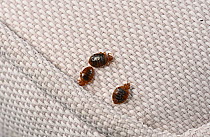 Three Bed bugs (Cimex lectularius) on cloth. Bred specimen. Controlled conditions.