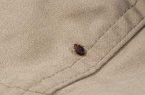 Bed bug (Cimex lectularius) on cloth. Bred specimen. Controlled conditions.