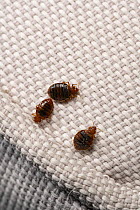 Three Bed bugs (Cimex lectularius) on cloth. Bred specimen. Controlled conditions.