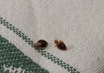 Two Bed bugs (Cimex lectularius) on cloth. Bred specimen. Controlled conditions.