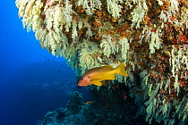 Onespot snapper (Lutjanus monostigma) swimming beside soft corals at entrance to Fotteyo Caves, Maldives, Indian Ocean.