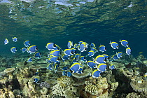 Powder-blue surgeonfish (Acanthurus leucosternon) shoal swimming above coral reef, Maldives, Indian Ocean.