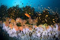 Coral grouper (Cephalopholis miniata), Lyretail anthias (Pseudanthias squamipinnis) and other reef fish swimming through Black sun coral (Tubastraea micrantha) and soft coral on coral reef, Maahia Thi...