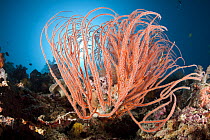 Red sea whip coral (Ellisella grandis) on coral reef, Tubbataha Natural Park, Cagayancillo, Palawan, Philippines, Sulu Sea.
